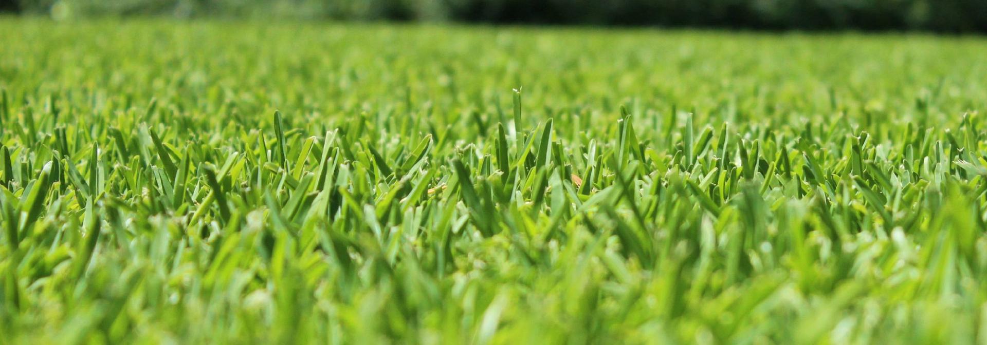 Un fondo di gioco sempre al massimo delle prestazioni